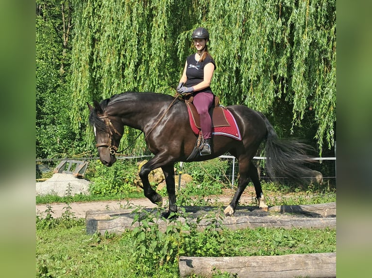 Schlesier Stute 3 Jahre 157 cm Rappe in Bayerbach