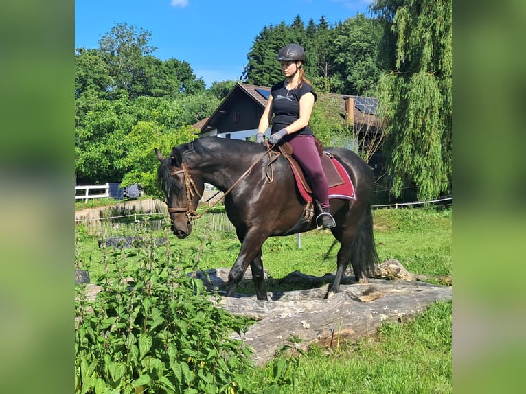 Schlesier Stute 3 Jahre 157 cm Rappe in Bayerbach
