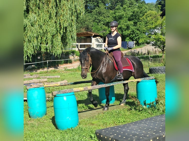 Schlesier Stute 3 Jahre 157 cm Rappe in Bayerbach