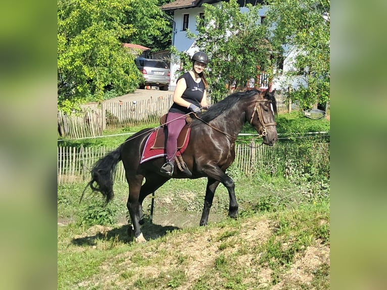 Schlesier Stute 3 Jahre 157 cm Rappe in Bayerbach