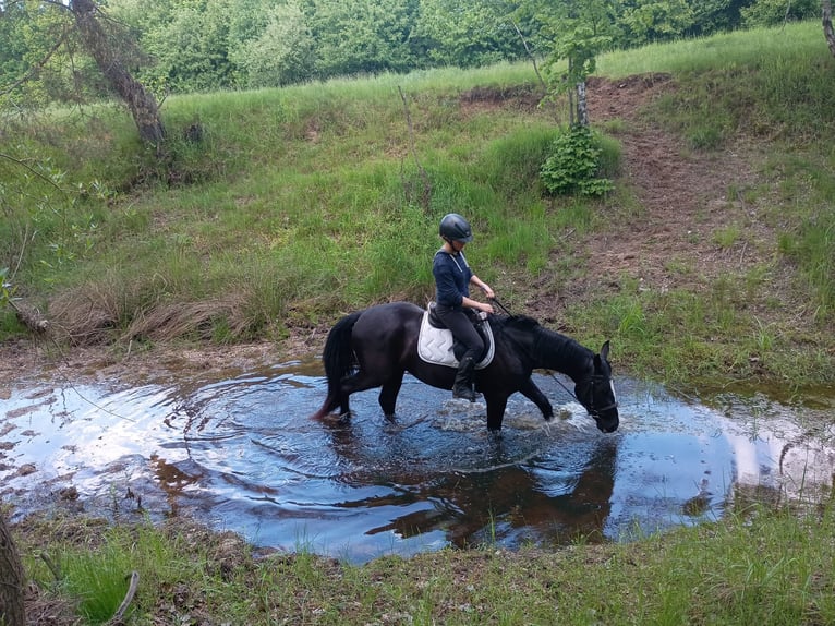 Schlesier Stute 3 Jahre 158 cm Rappe in Leszno Dolne