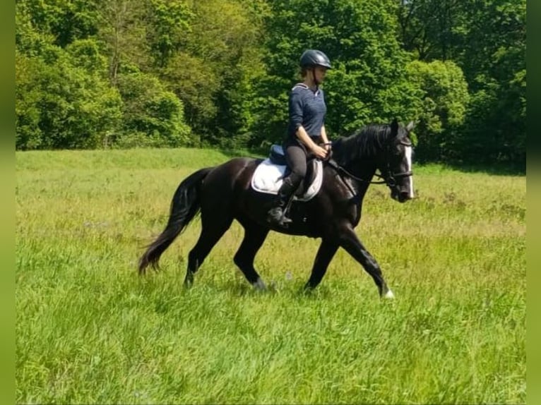 Schlesier Stute 3 Jahre 158 cm Rappe in Leszno Dolne