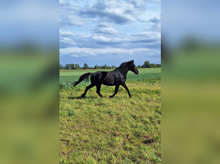 Schlesier Stute 3 Jahre 163 cm Rappe in PŁAWIN