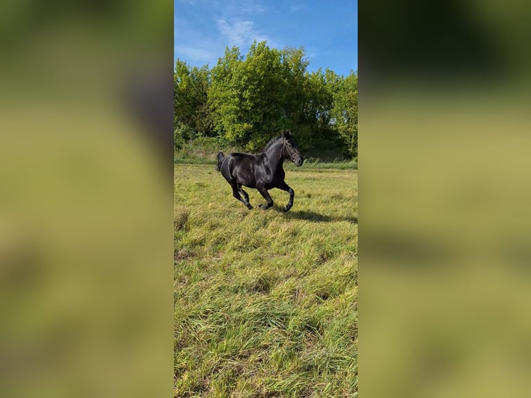 Schlesier Stute 3 Jahre 163 cm Rappe in PŁAWIN