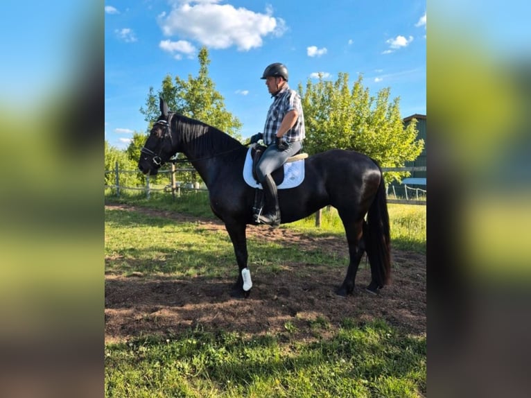 Schlesier Stute 3 Jahre 163 cm Rappe in Aarbergen