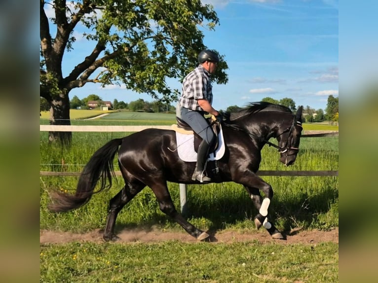 Schlesier Stute 3 Jahre 163 cm Rappe in Aarbergen