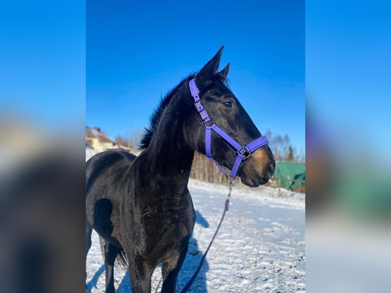 Schlesier Stute 3 Jahre 165 cm Rappe in Jelenia Góra