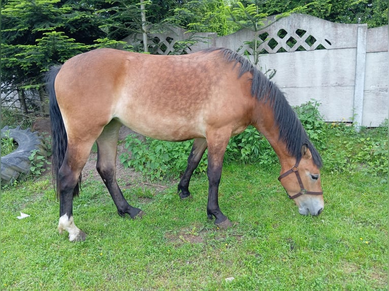 Schlesier Stute 3 Jahre 166 cm Falbe in Kobyla Góra