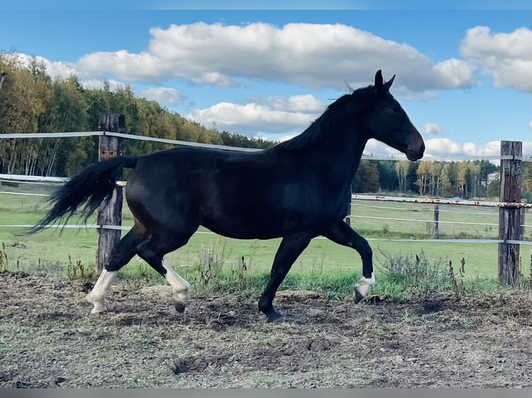 Schlesier Stute 3 Jahre 167 cm Schwarzbrauner in Zdzierczyzna