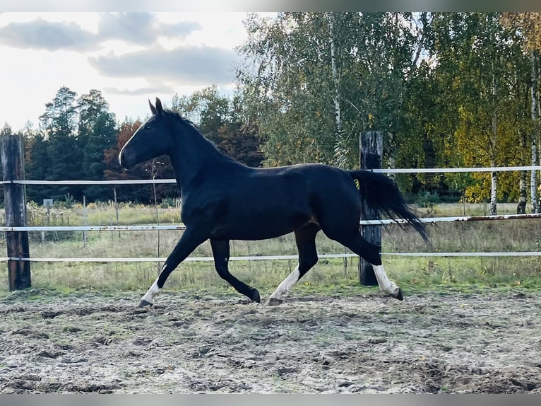 Schlesier Stute 3 Jahre 167 cm Schwarzbrauner in Zdzierczyzna
