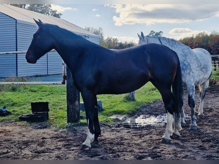 Schlesier Stute 3 Jahre 167 cm Schwarzbrauner in Zdzierczyzna