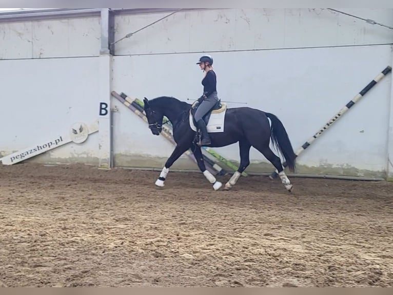 Schlesier Stute 3 Jahre 168 cm Rappe in Siedleczek