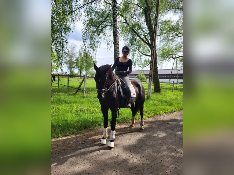 Schlesier Stute 3 Jahre 168 cm Rappe in Siedleczek