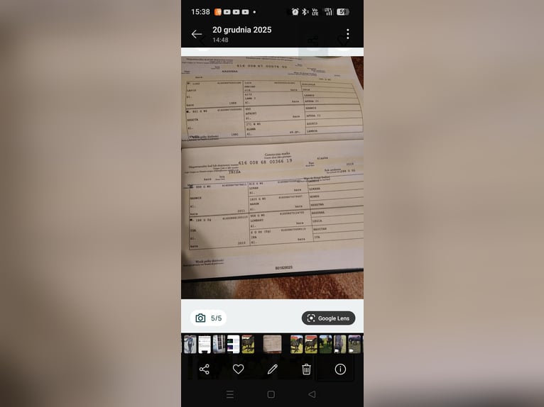 Schlesier Stute 3 Jahre Rappe in Bogdaniec
