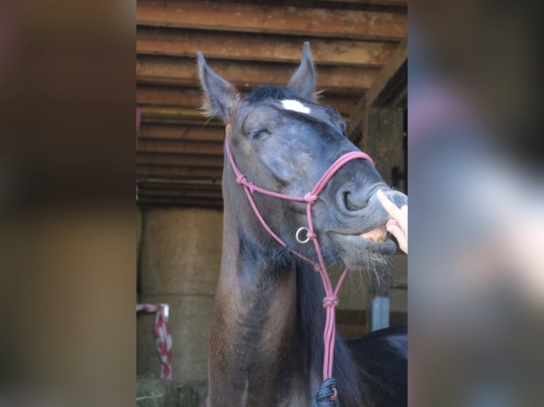 Schlesier Stute 4 Jahre 160 cm Rappe in Bad Wimpfen