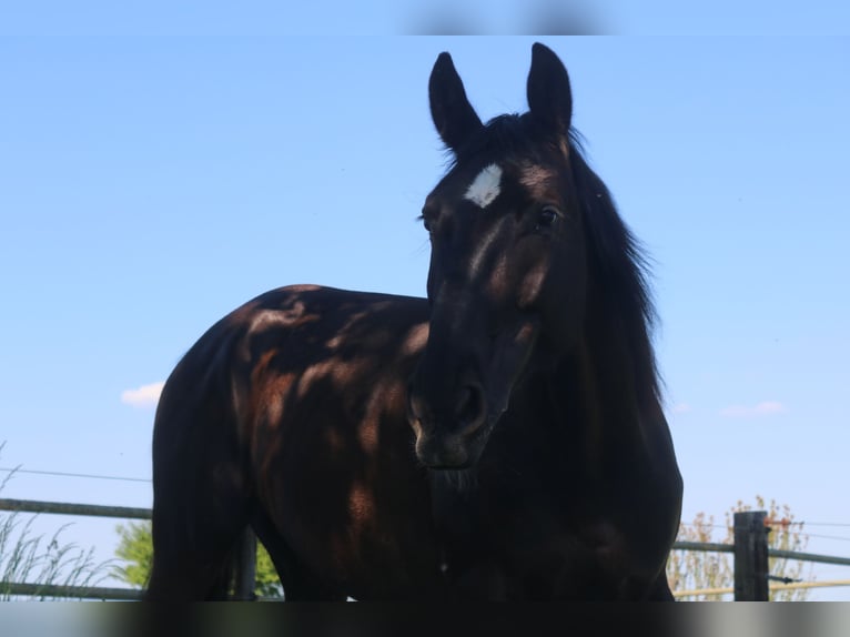 Schlesier Stute 4 Jahre 162 cm Rappe in Bad Wimpfen