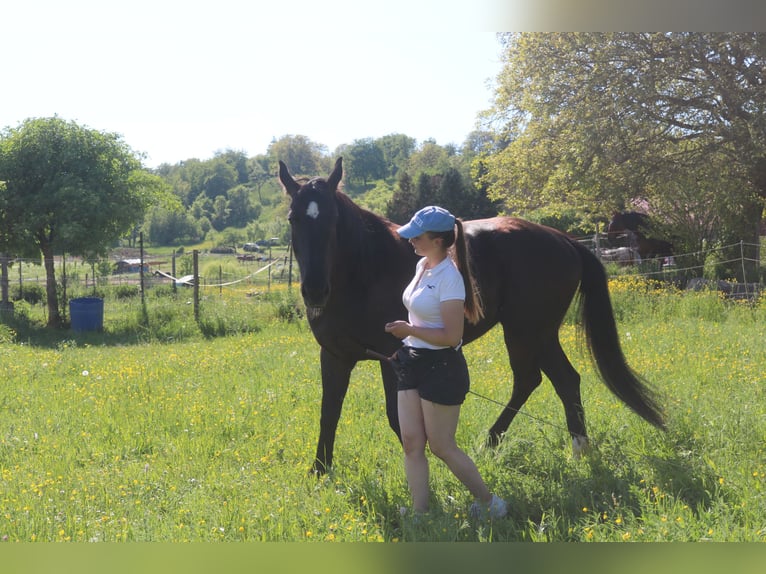 Schlesier Stute 4 Jahre 162 cm Rappe in Bad Wimpfen