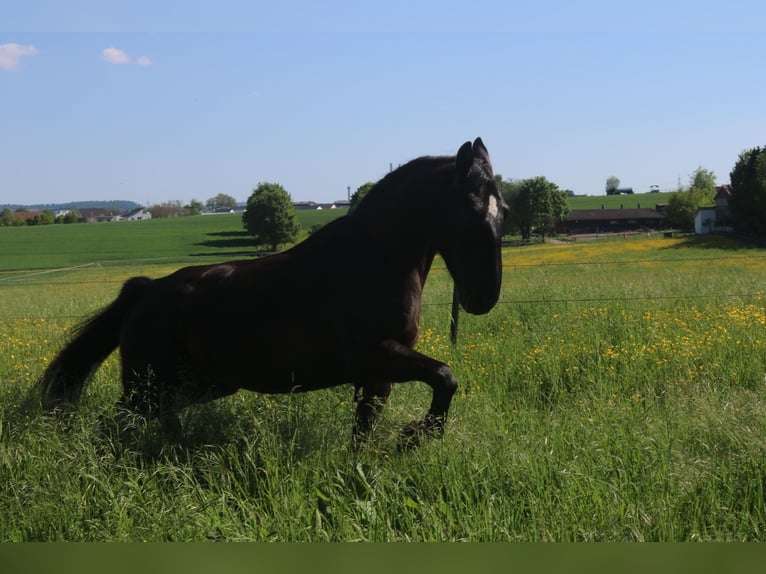 Schlesier Stute 4 Jahre 162 cm Rappe in Bad Wimpfen