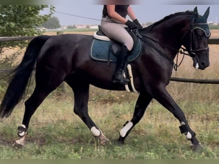 Schlesier Stute 4 Jahre 162 cm Rappe in Westerstede