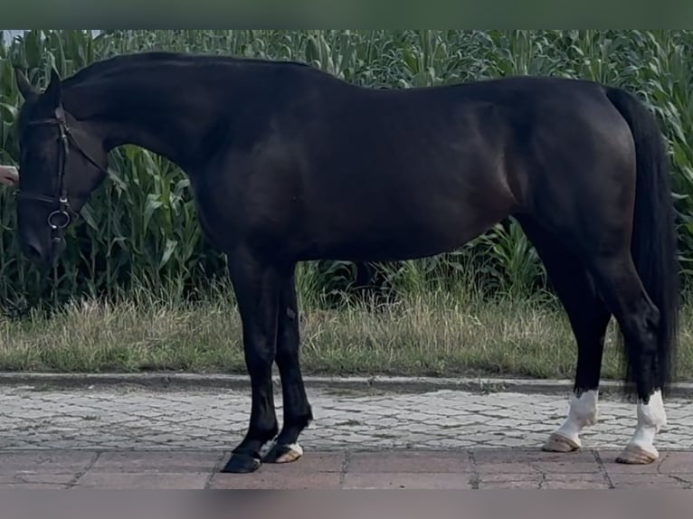 Schlesier Stute 4 Jahre 162 cm Rappe in Westerstede
