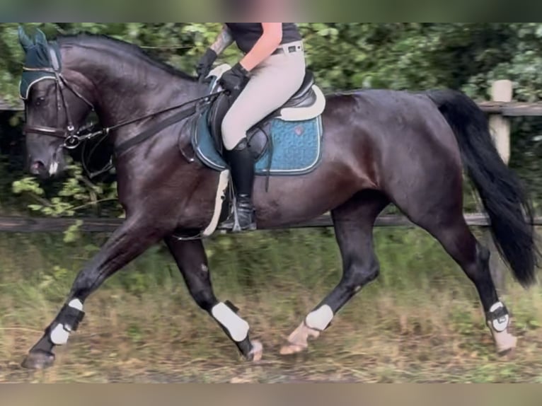 Schlesier Stute 4 Jahre 162 cm Rappe in Westerstede