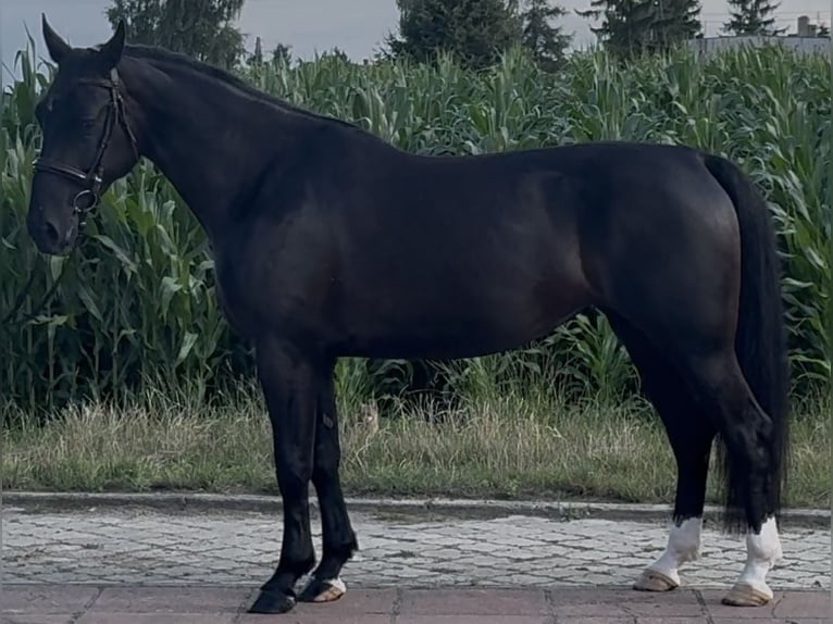 Schlesier Stute 4 Jahre 162 cm Rappe in Westerstede