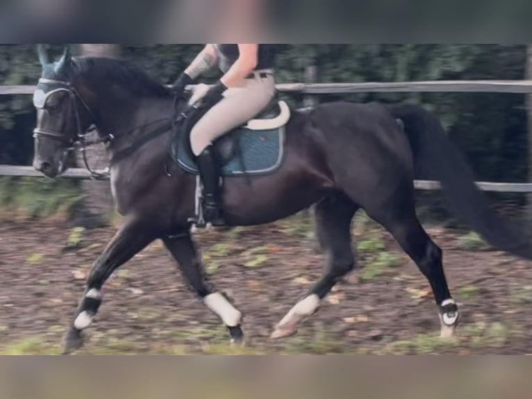 Schlesier Stute 4 Jahre 162 cm Rappe in Westerstede