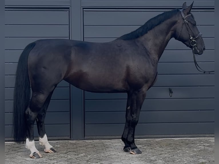 Schlesier Stute 4 Jahre 162 cm Rappe in Westerstede