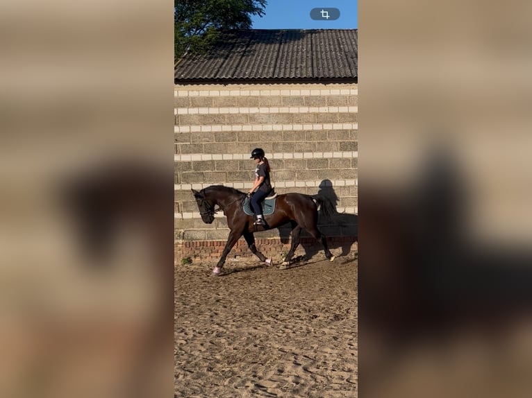 Schlesier Stute 4 Jahre 165 cm Rappe in Gniezno