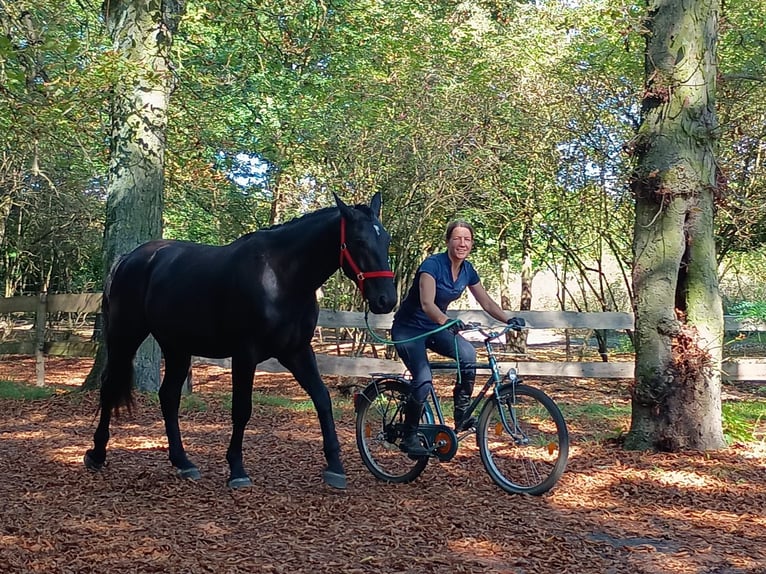 Schlesier Stute 4 Jahre 166 cm Rappe in Leszno Dolne