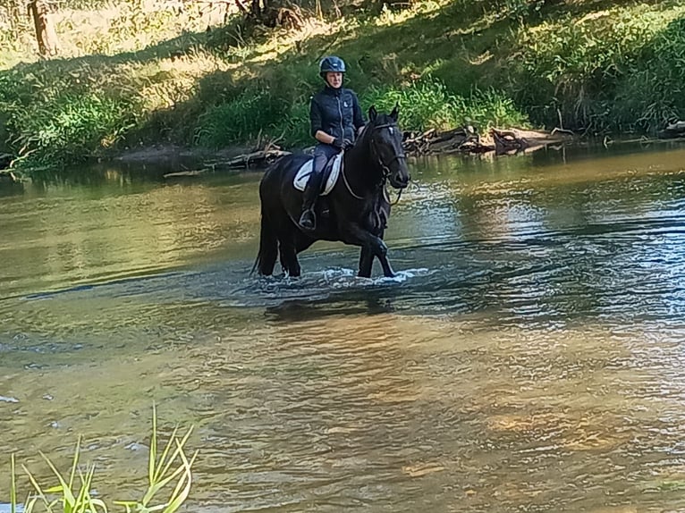 Schlesier Stute 4 Jahre 166 cm Rappe in Leszno Dolne