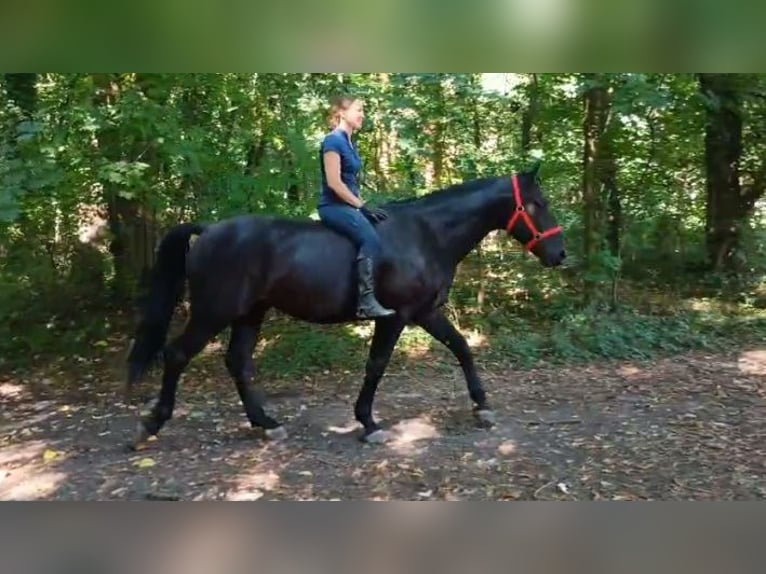 Schlesier Stute 4 Jahre 166 cm Rappe in Leszno Dolne