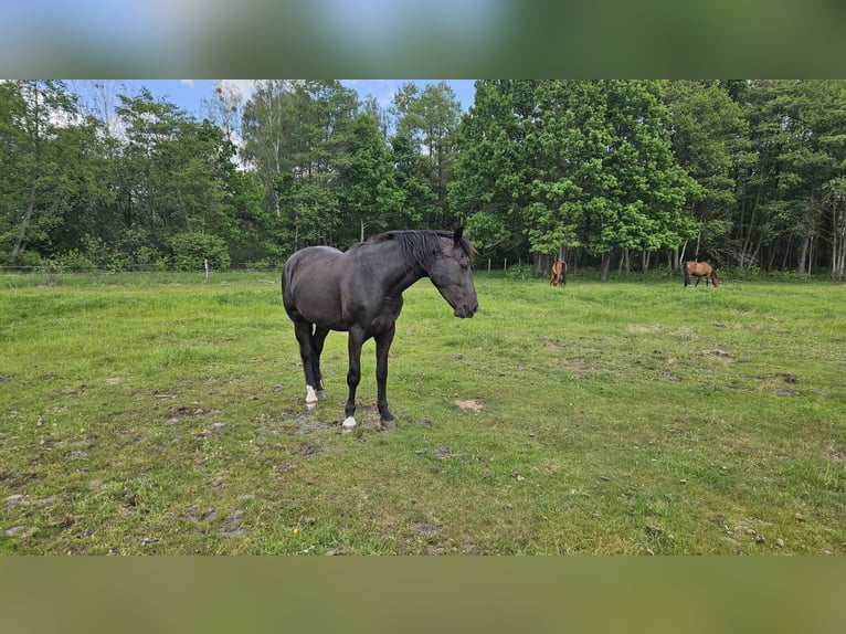 Schlesier Stute 4 Jahre 166 cm Rappe in Młodzieszyn