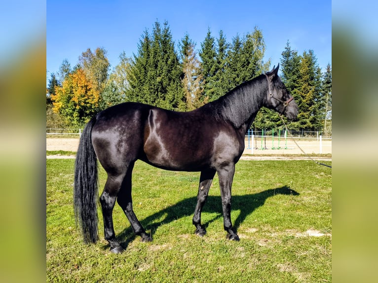 Schlesier Mix Stute 4 Jahre 167 cm Rappe in Forst