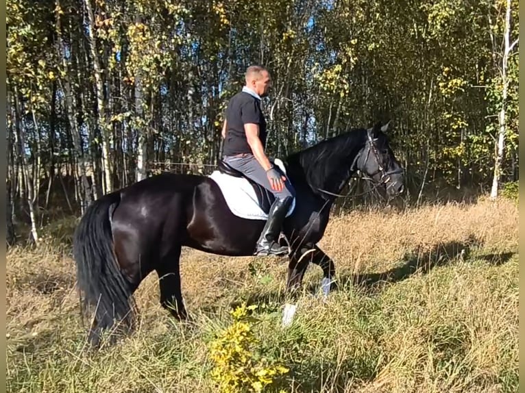 Schlesier Mix Stute 4 Jahre 167 cm Rappe in Forst