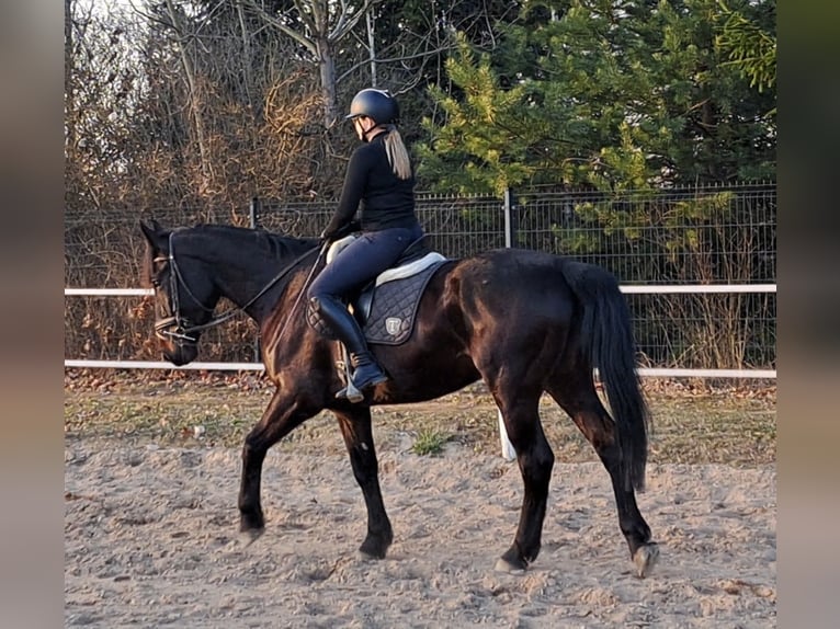 Schlesier Stute 4 Jahre 167 cm Schwarzbrauner in Forst