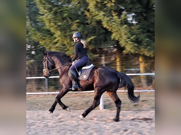 Schlesier Stute 4 Jahre 167 cm Schwarzbrauner in Forst