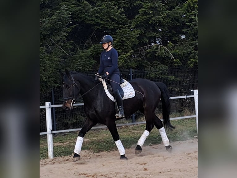 Schlesier Stute 4 Jahre 168 cm Dunkelbrauner in Forst