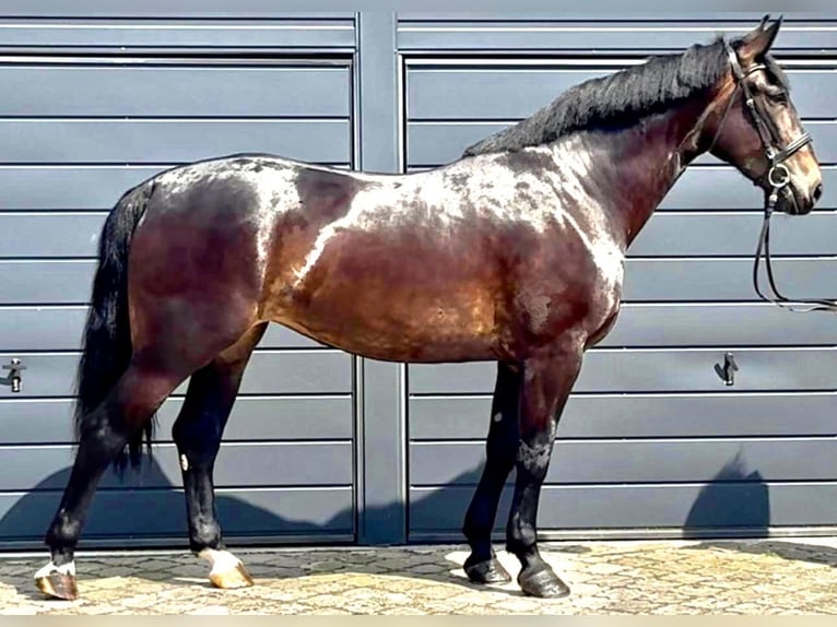 Schlesier Stute 5 Jahre 169 cm Dunkelbrauner in L&#xF6;hnberg