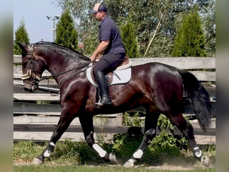 Schlesier Stute 5 Jahre 169 cm Dunkelbrauner in L&#xF6;hnberg