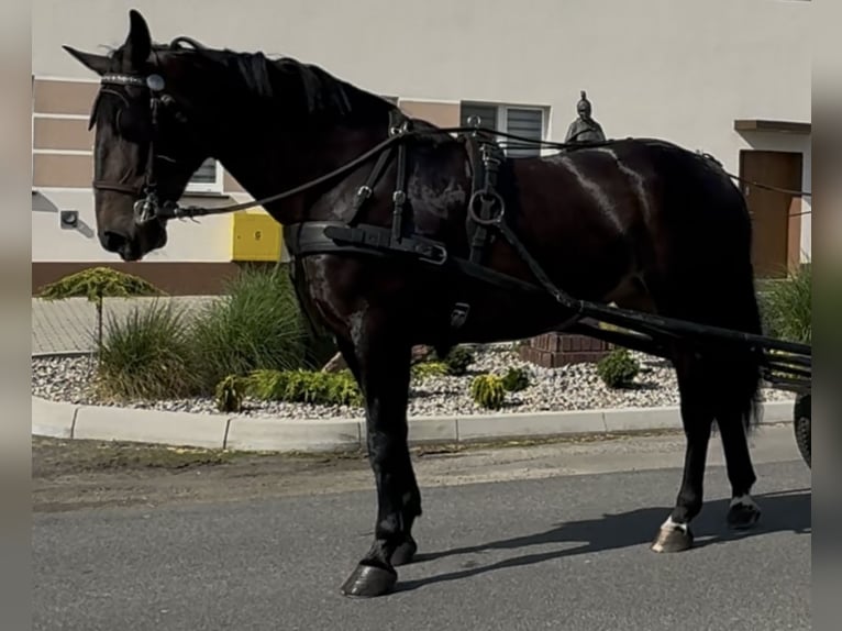 Schlesier Stute 5 Jahre 169 cm Dunkelbrauner in L&#xF6;hnberg
