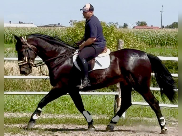 Schlesier Stute 5 Jahre 169 cm Dunkelbrauner in L&#xF6;hnberg