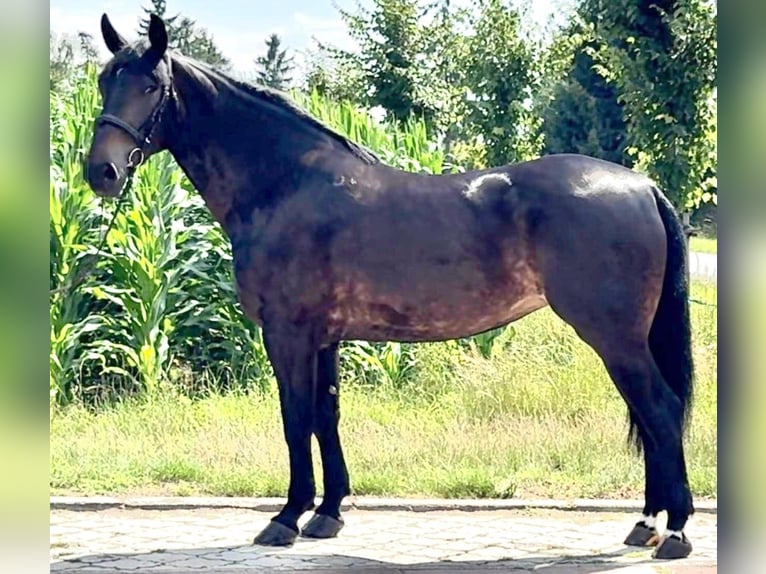 Schlesier Stute 5 Jahre 169 cm Dunkelbrauner in L&#xF6;hnberg