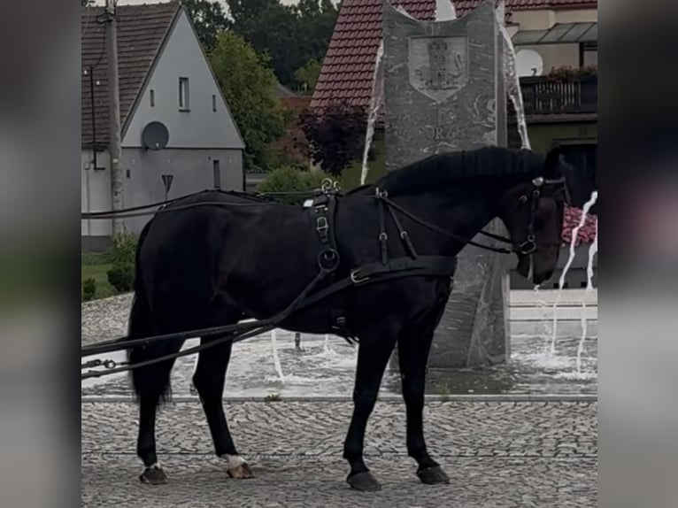 Schlesier Stute 5 Jahre 169 cm Dunkelbrauner in L&#xF6;hnberg
