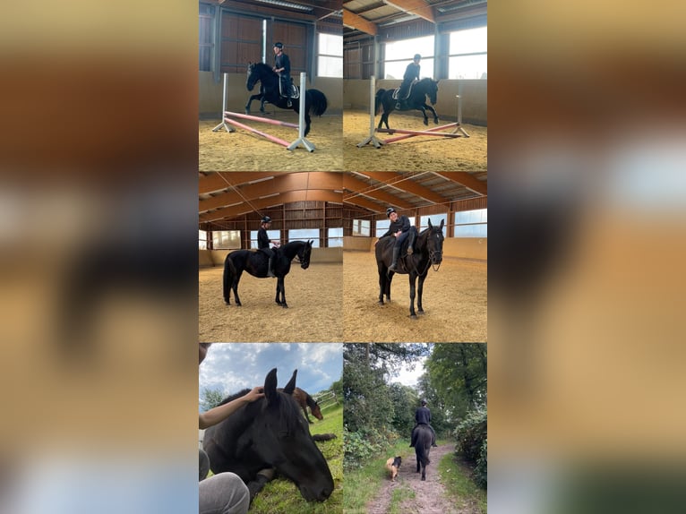 Schlesier Mix Stute 6 Jahre 155 cm Rappe in Hamburg Osdorf
