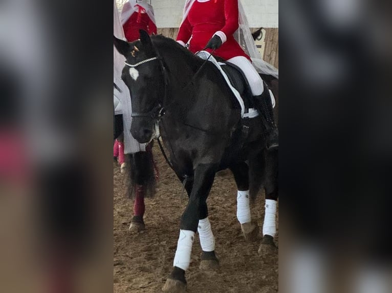 Schlesier Stute 6 Jahre 163 cm Rappe in Hamburg