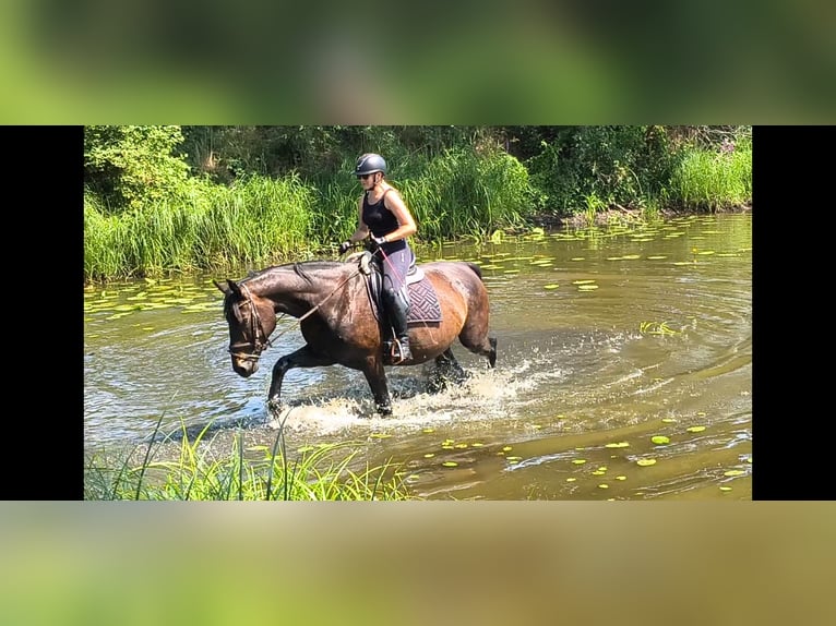 Schlesier Stute 6 Jahre 167 cm Dunkelbrauner in Forst