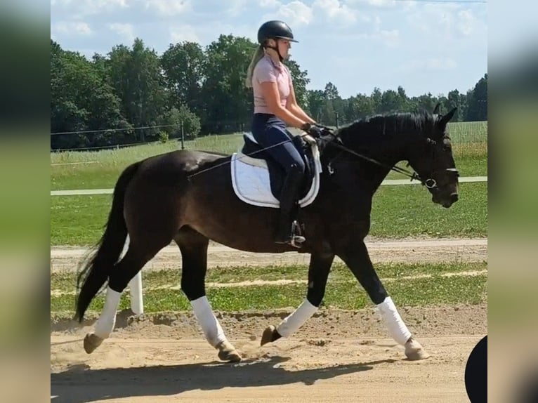 Schlesier Stute 6 Jahre 168 cm Dunkelbrauner in Forst