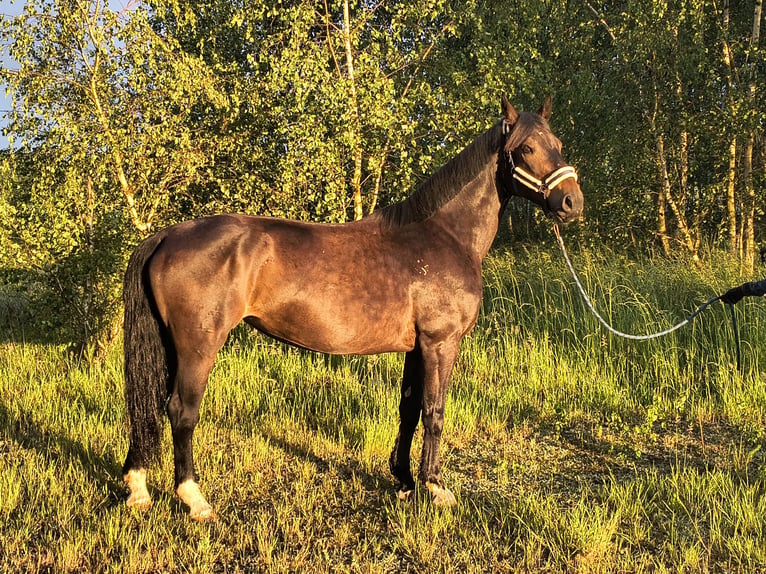 Schlesier Stute 6 Jahre 168 cm Dunkelbrauner in Forst