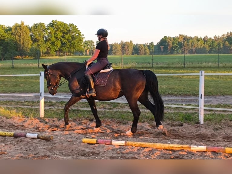 Schlesier Stute 6 Jahre 168 cm Dunkelbrauner in Forst